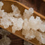 HelloYoung China Xueyan Xue Yan Gum Tree Secretion Snow Bird Nest Snow Petrel Skin Collagen