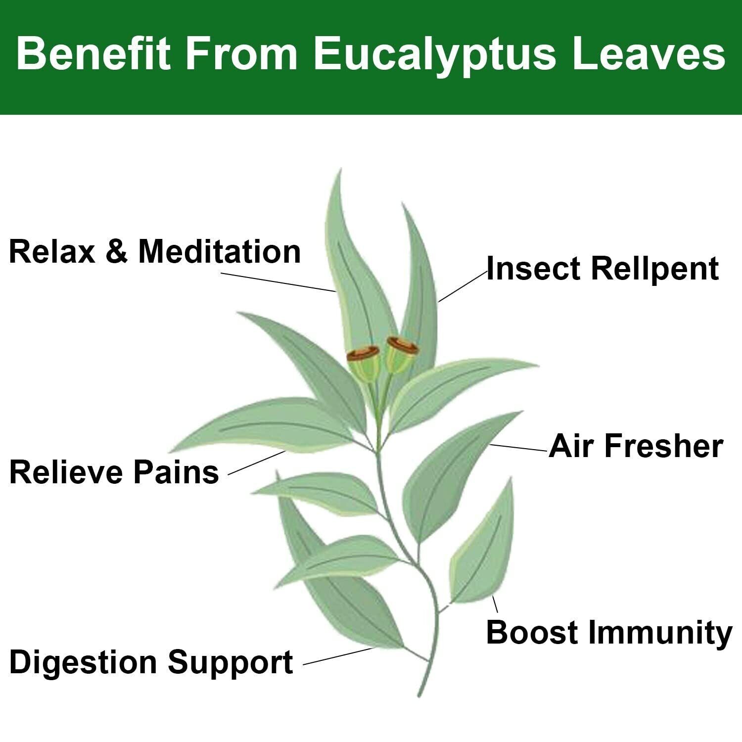 HelloYoung 2023 FullChea Dried Eucalyptus Leaves 114g Hojas de Eucalipto Herb Whole Leaf