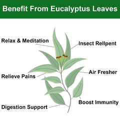 HelloYoung 2023 FullChea Dried Eucalyptus Leaves 114g Hojas de Eucalipto Herb Whole Leaf