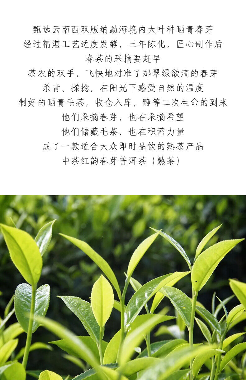 HelloYoung ChinaTea Red Rhyme Spring Bud Yunnan Menghai Pu'er Tea Ripe Cooked Tea 357g