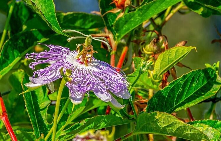Passion Flower Tea dried Herb Cut Sifted passiflora passionflower 8.8oz Bulk