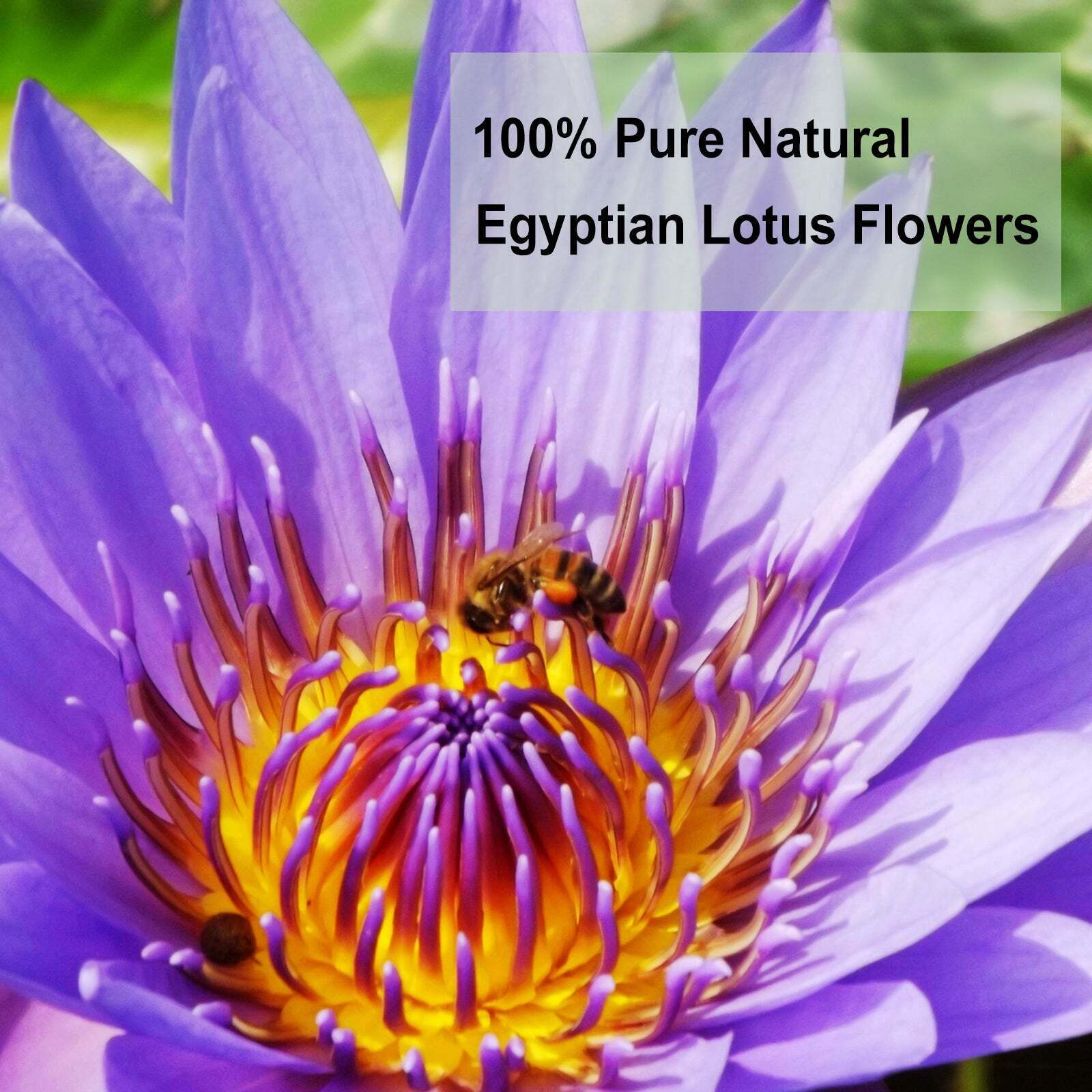 HelloYoung TEARELAE - Natural Blue Lotus Flower From Egyptian Water Lily 1.5 Oz/45g -