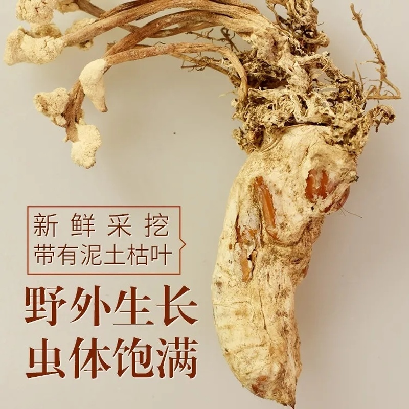 HelloYoung 100gBig Cordyceps Sinensis 大虫草 Golden Cicada Flower / Isaria cicadae Miq / 金蝉花