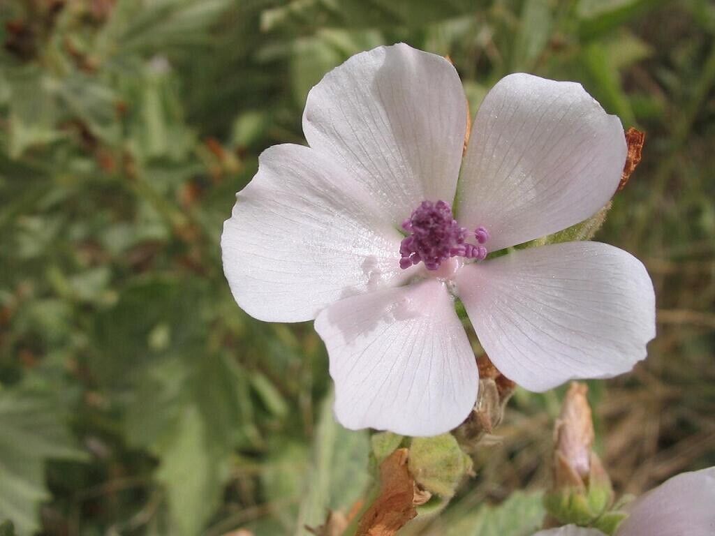 Marshmallow Root Extract Powder - Natural Althaea Apothecary