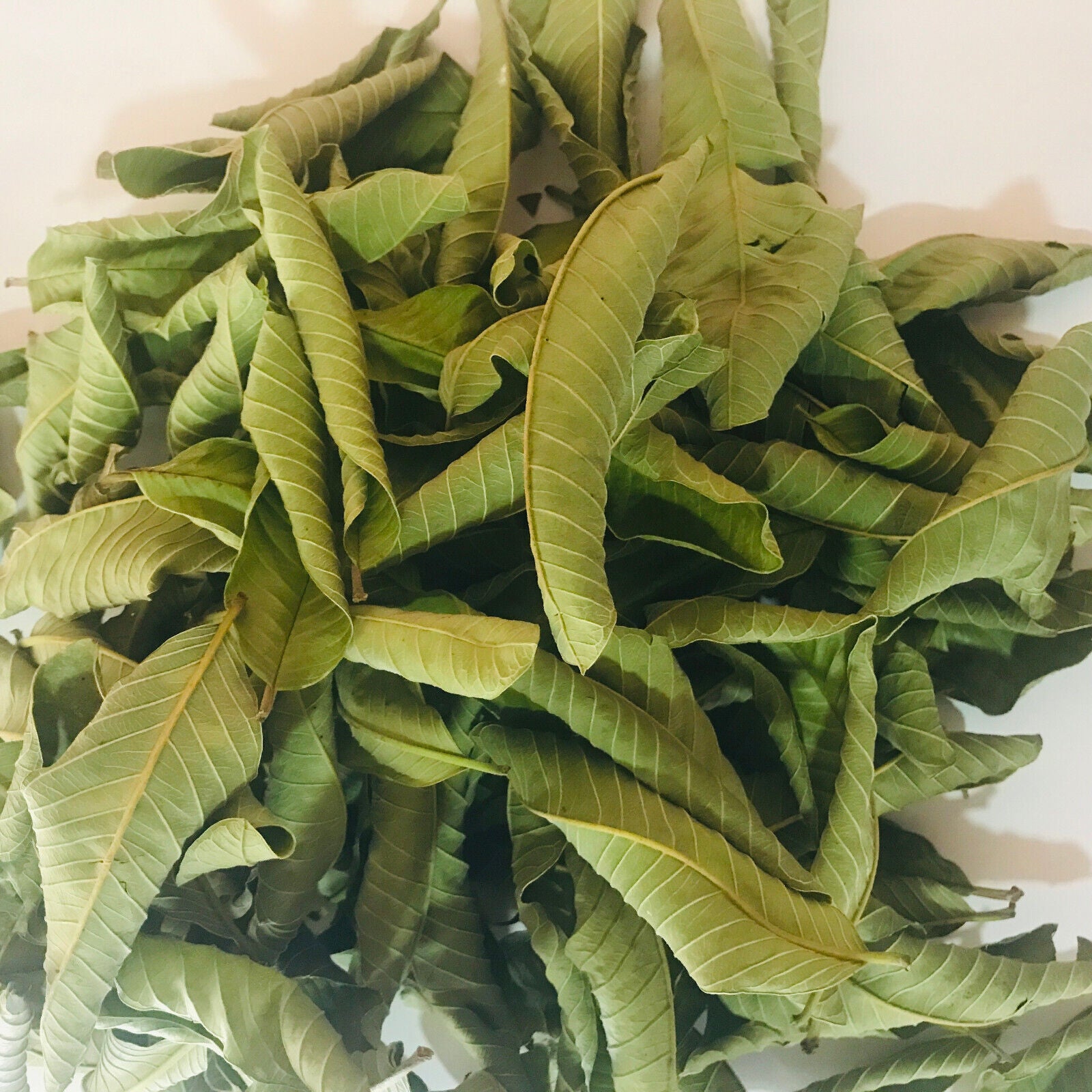 Premium Dried Guava Leaves Hojas De Guayaba Leaf 50 g-500 g