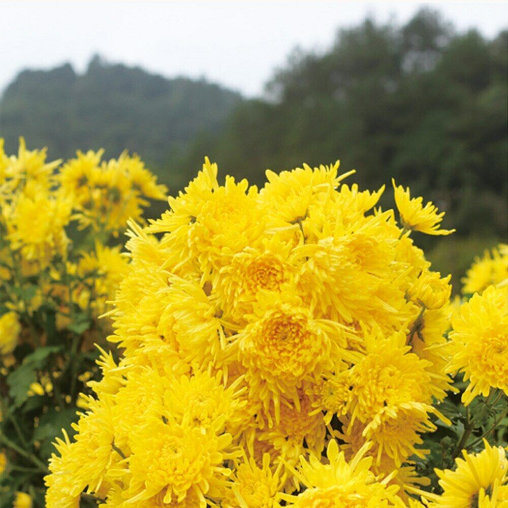 HelloYoung 50pcs Chinese Blooming Tea Golden Chrysanthemum Dried Flower Tea for Weight Lose Secondary image