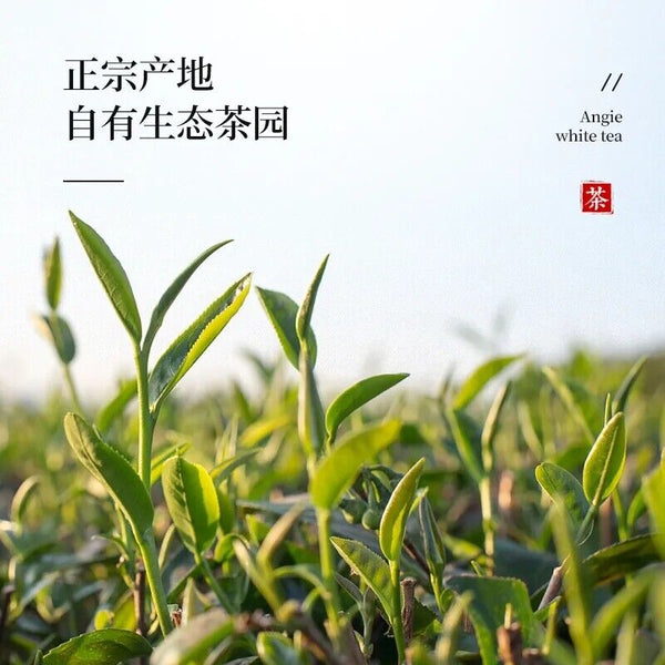 HelloYoung 250g New Phoenix Dancong Qi Lan Fragrance (Rare Orchid) Oolong Tea Flower Aroma