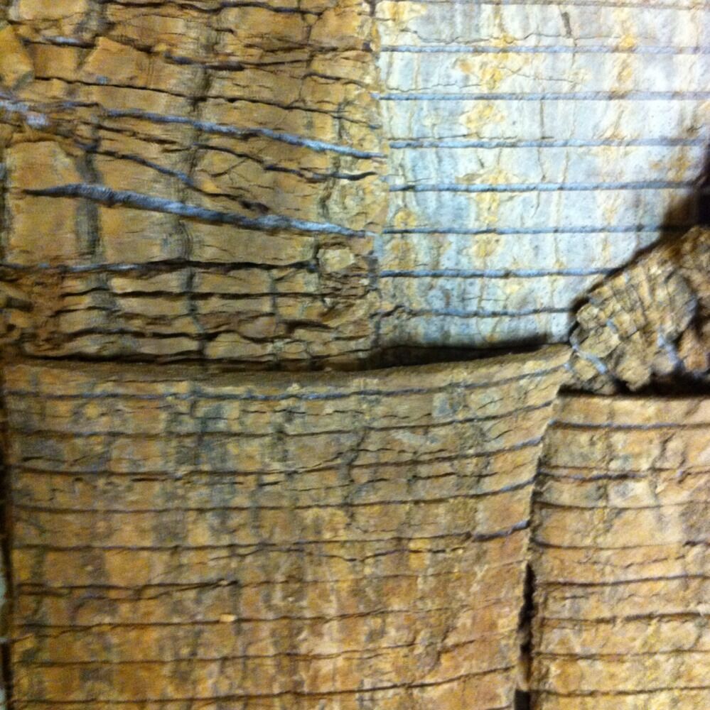 DU ZHONG CORTEX EUCOMMIAE EUCOMMIA BARK HARDY TREE 1 LB Main image