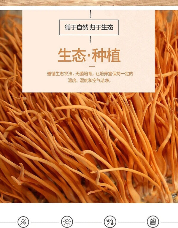 500g Bio Cordyceps Militaris Pilz – Premium Qualität, Natürliche Superpilze