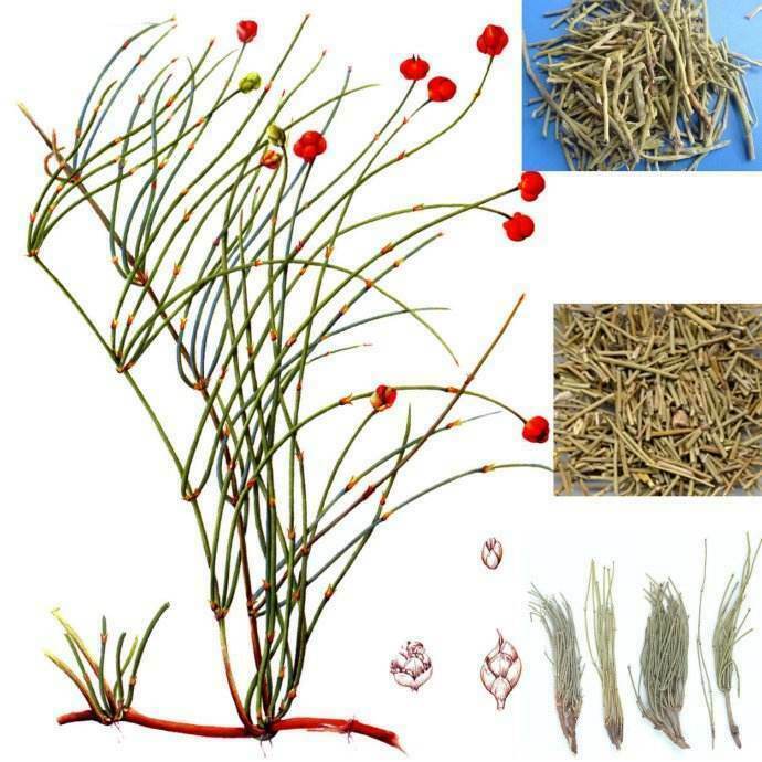 HelloYoung Raw Mo & Huang Herb Tea Herbal Green Tea Natural Mu & huang Tea