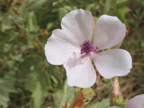 Marshmallow Root Extract Powder - Natural Althaea Apothecary-