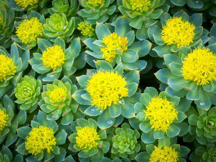 RHODIOLA ROOT ORGANIC HERBAL TEA 100g Golden or Rose root Rosea Dried herb Secondary image