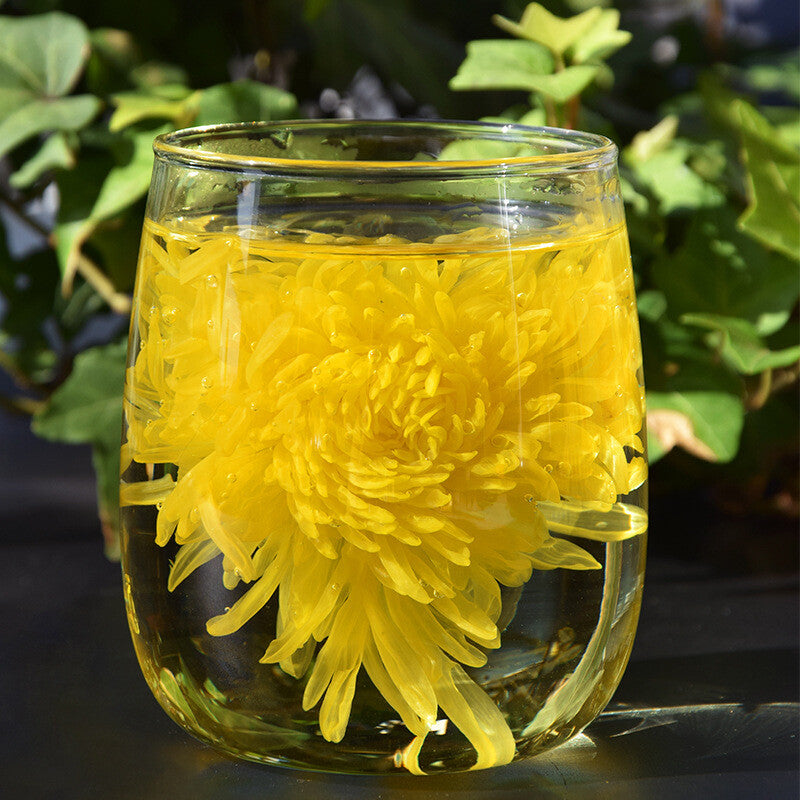 20g Chrysanthemum Blossom Tea  Chinese Chrysanthemum Tea Huangshan Golden Silk