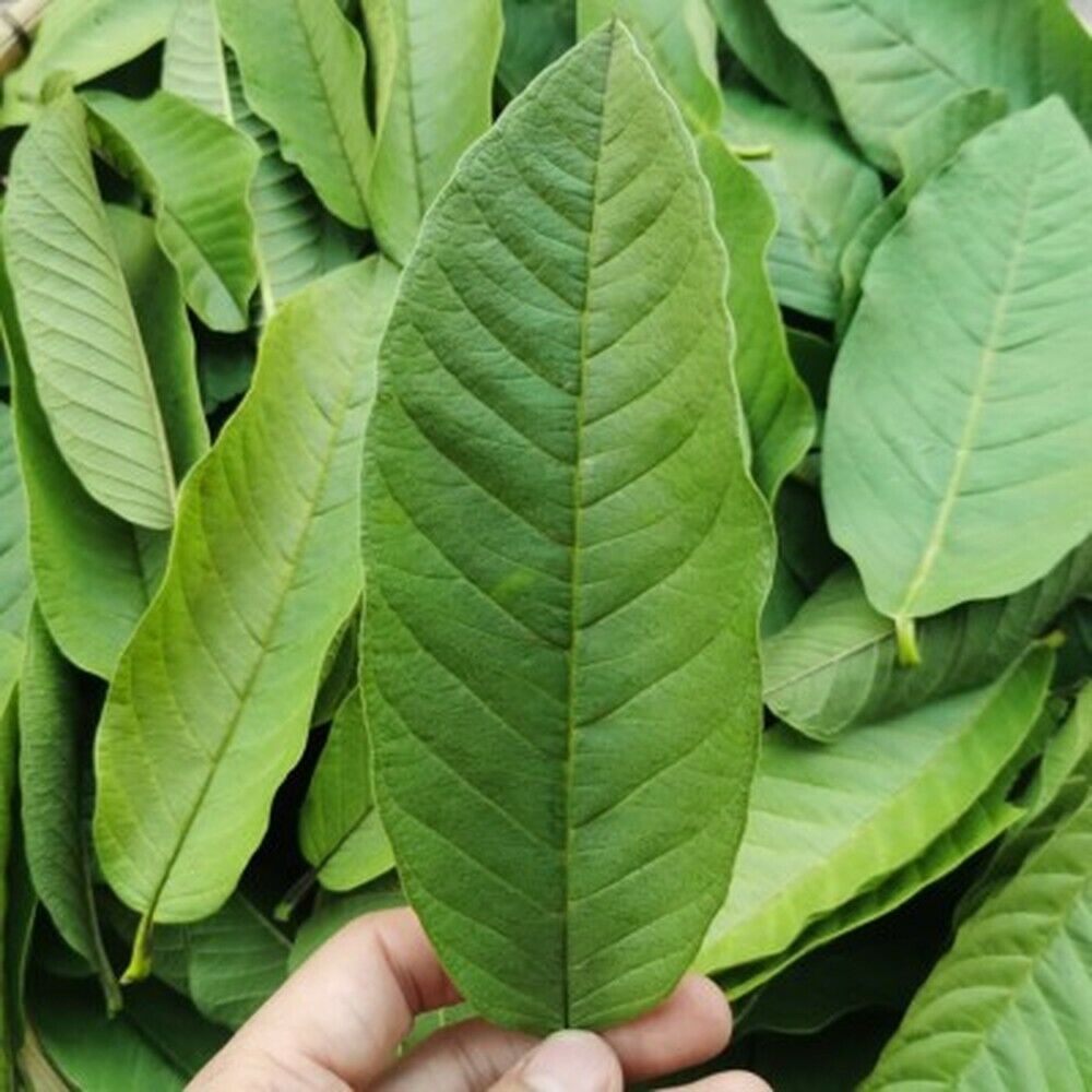 HelloYoung 100% Original Raw Guava Leaves Herbal Tea Weight Loss Fat Burner Skin Care Main image