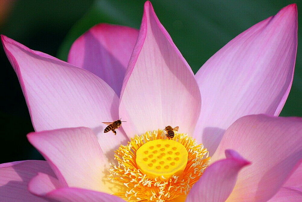 HelloYoung Pure Premium Lotus Flower Honeybee Honey Bee Pollen Defer The Cell Senescence