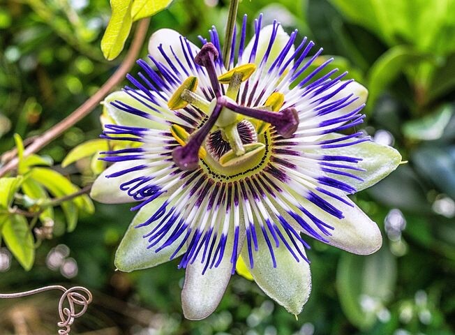 Passion Flower Tea Dried Herb Cut Sifted Passiflora Passionflower 8.8oz Bulk