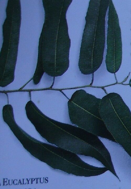 EUCALYPTUS LEAF ORGANIC HERBAL TEA 500g Ausralian globulus Native dried herb Secondary image