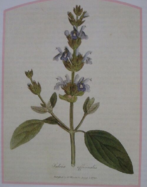 SAGE LEAF ORGANIC HERBAL TEA 100g Salvia officinalis dried herb Secondary image