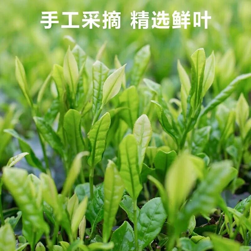 HelloYoung Silver Needle Huoshan Huangya Green Tea Early Spring Top Grade Yellow Tea 250g
