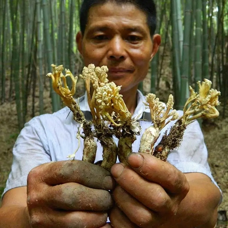 HelloYoung 100g Golden Cicada Flower Isaria cicadae Miq Big Cordyceps Sinensis 金蝉花 大虫草