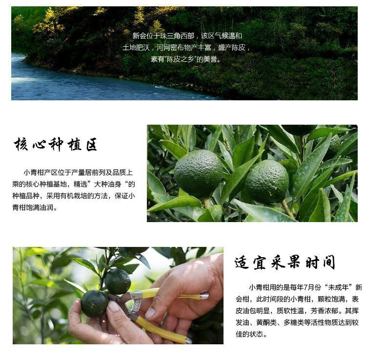 Xinhui Small Green Citrus Pu'er Tea, Dried Tangerine Tea Puer Citrus Flavor 100g