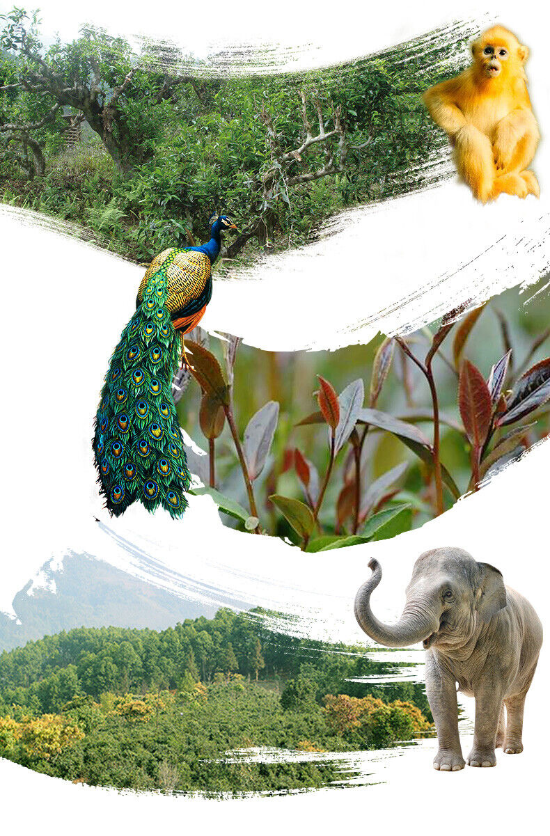 HelloYoung Zi Juan Pu'er Tea Wild Purple Ancient Tree Pu-erh Tea Raw Puerh 200g/7.04oz