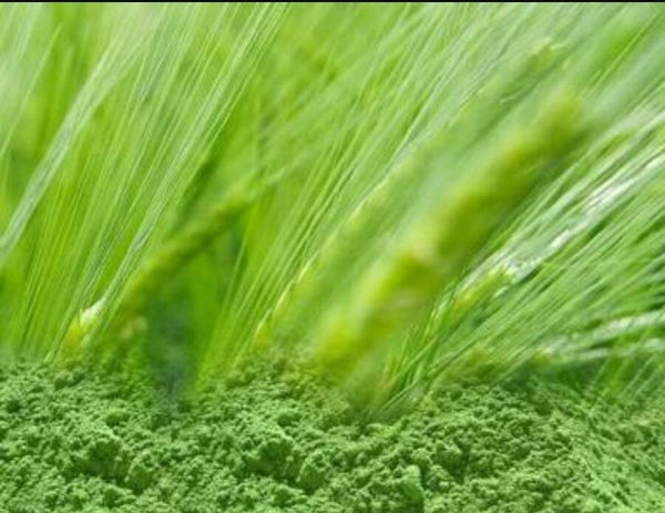 Barley Grass Powder Certified Organic 3kg Green Alkalising Vegan