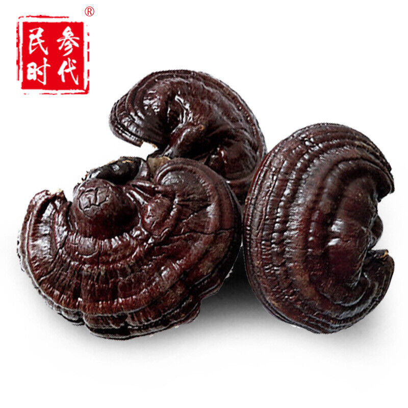 HelloYoung Wild Lingzhi Organic Reishi Mushroom Immortality 500g Purple Ganoderma Lucidum