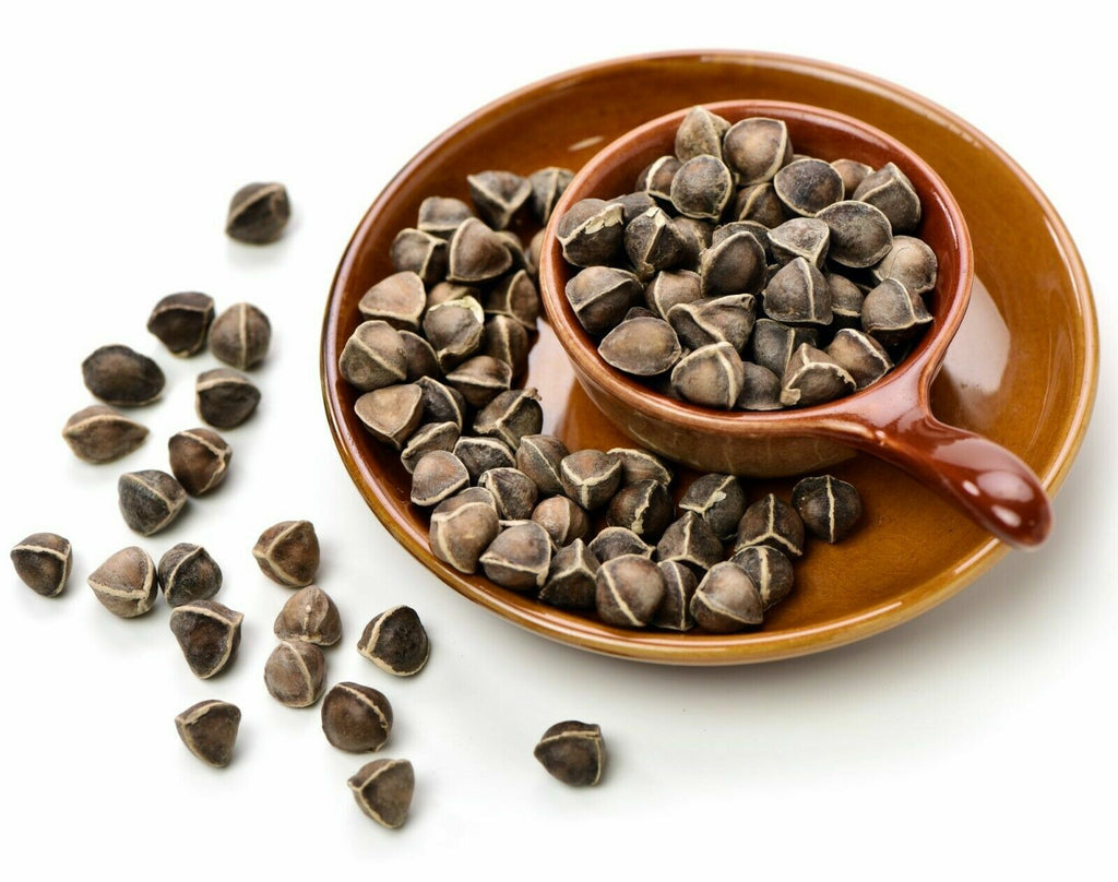 Moringa Oleifera Seeds WINGLESS Fresh Organic Semillas de Moringa Tree