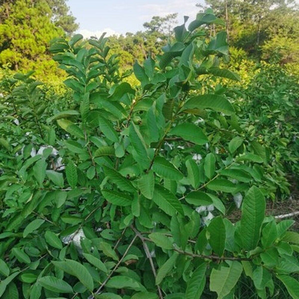 HelloYoung 100% Original Raw Guava Leaves Herbal Tea Weight Loss Fat Burner Skin Care
