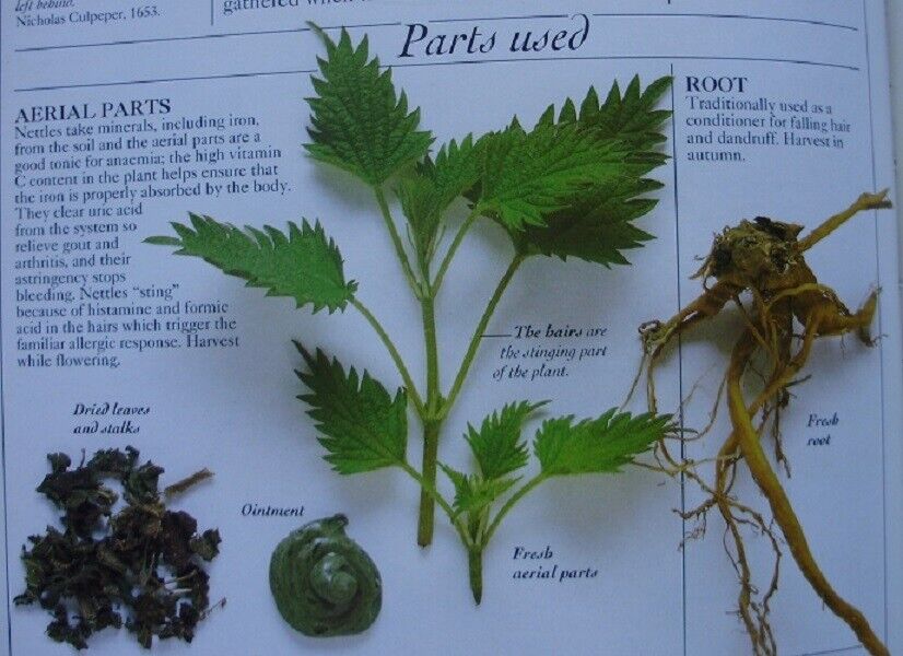STINGING NETTLE LEAF WILDCRAFTED HERBAL TEA 100g Urtica dioica DRIED HERB Secondary image