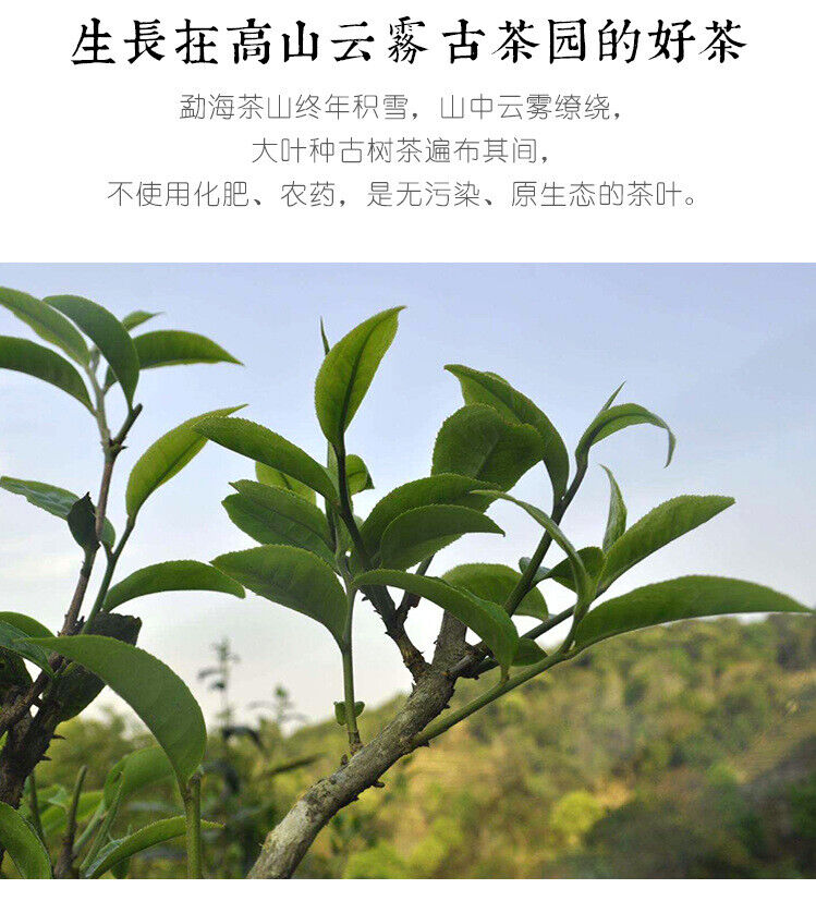 Golden Peacock Arbor King * Li Ming Liming Spark Pu-erh Tea Cake Raw 357g