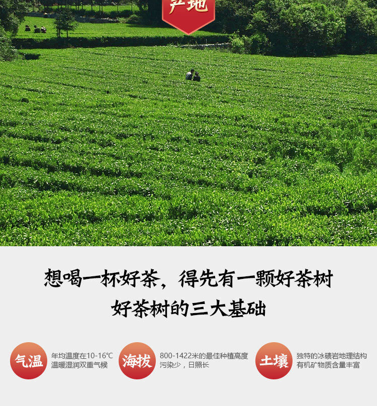HelloYoung Anhua Shi Liang Tea Ten Tael Hua Juan Dark Tea Hei Cha In Bamboo Basket 362.5g