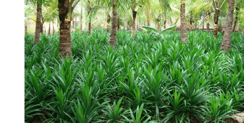 1kg Getrocknete Pandan ganze Blätter Natürliche BioRampe Pandanus Amaryllifolius