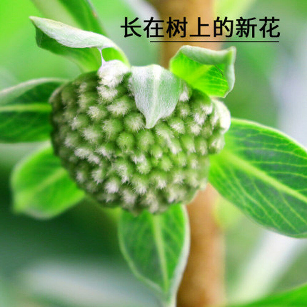 HelloYoung Wild Golden Grapevine Flower Natural Himalayan Tibetan Herbal Tea