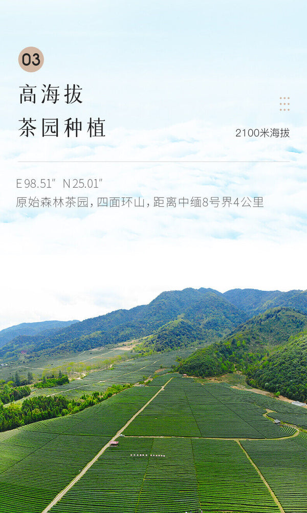 HelloYoung Light Fragrance Type Yunnan Oolong Tea Jibian High Mountain Tea 250g Tin 2100m