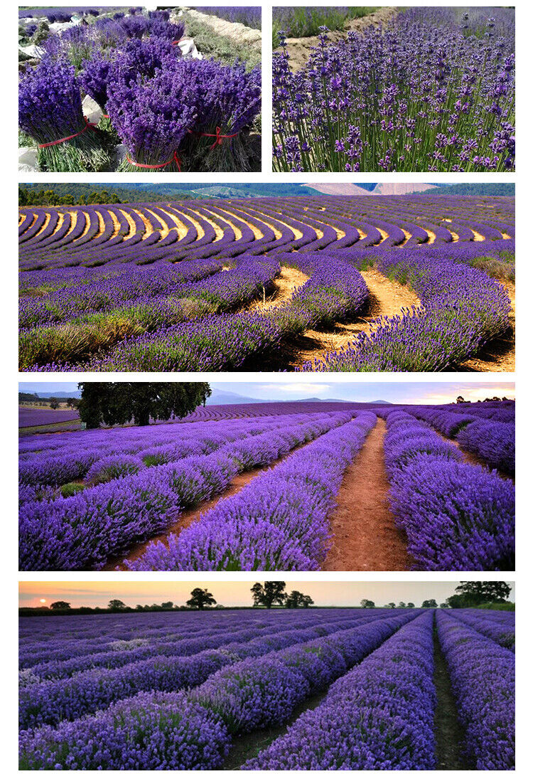 HelloYoung Lavender Flowers, Organic French BULK | Dried Culinary Buds | Food Grade