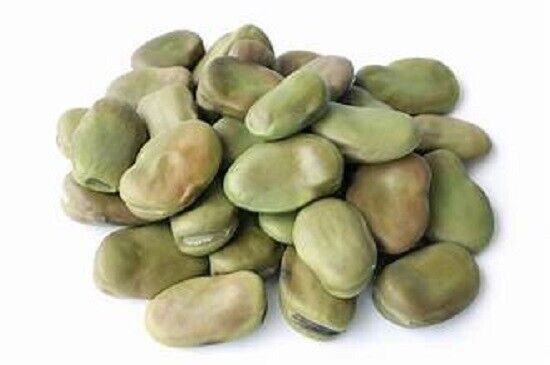 Natural Fava Beans (Broad Beans) - 1 Lb - Whole Dried Skin On & Raw Legumes Main image