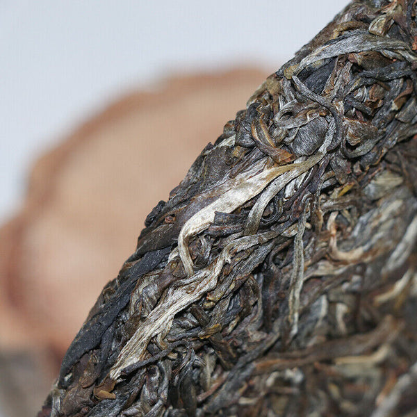 HelloYoung Yunnan Lincang Big Snow Mountain Big Tree Spring Puer Pu'er Tea Raw 357g