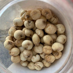 HelloYoung 50g Chinese Specialty Chuan Bei Mu Health Herbal Tea 川贝 川贝炖雪梨 润肺化痰