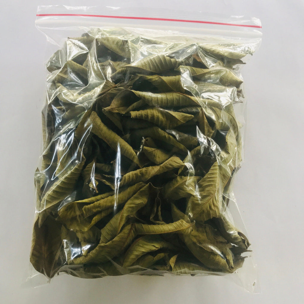 Premium Dried Guava Leaves - Hojas De Guayaba, 50g to 500g
