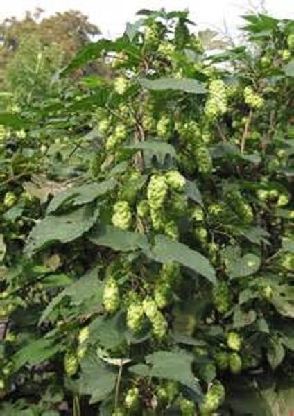 HOPS FLOWER BUSH PREMIUM HARVEST HERBAL TEA 500g Dried Herb Humulus lupulus Secondary image