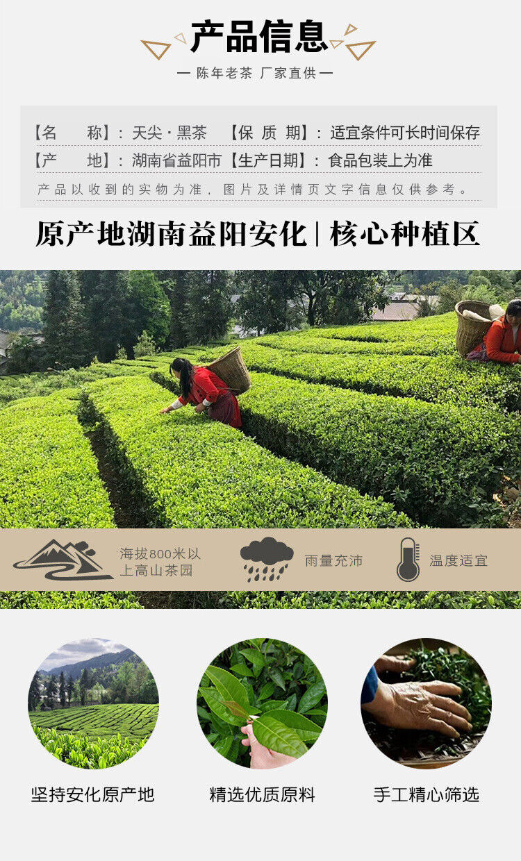 HelloYoung TIAN JIAN * Old Tea Yiyang Anhua Dark Tea Loose Leaf Chinese Tea HEI CHA 250g