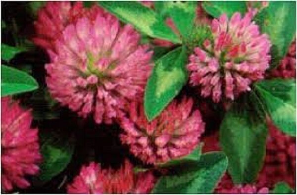 Trèfle rouge tisane de récolte  500g Trifolium pratense fleurs d'herbes séchées Secondary image