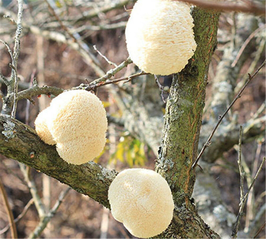 HelloYoung 100% Organic 500g Dried Lion's Mane Mushroom Chinese Herbs Tea Secondary image
