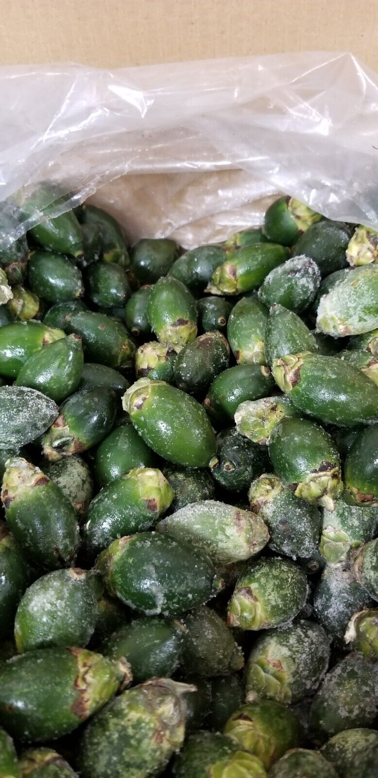 Young BETEL NUTS Areca Frozen (70 pcs) A++Small Size