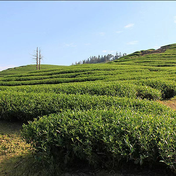 Top grade 250g Taiwan Oolong Tea Carbon Baked Black Oolong Tea