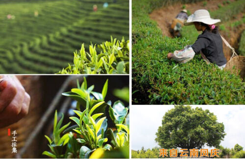 HelloYoung Dian Hong Tea Yunnan Top-grade Black Tea Premium DianHong Tea Classical 58 250g
