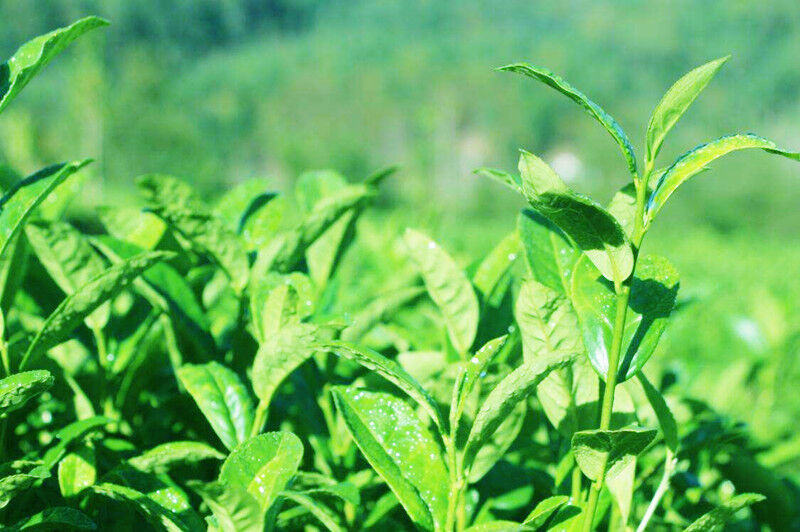 100g Pu'er Tee Ziegel Reife Puer Tee Ältere Puerh Pu-erh Schwarzer Tee Vorfahren