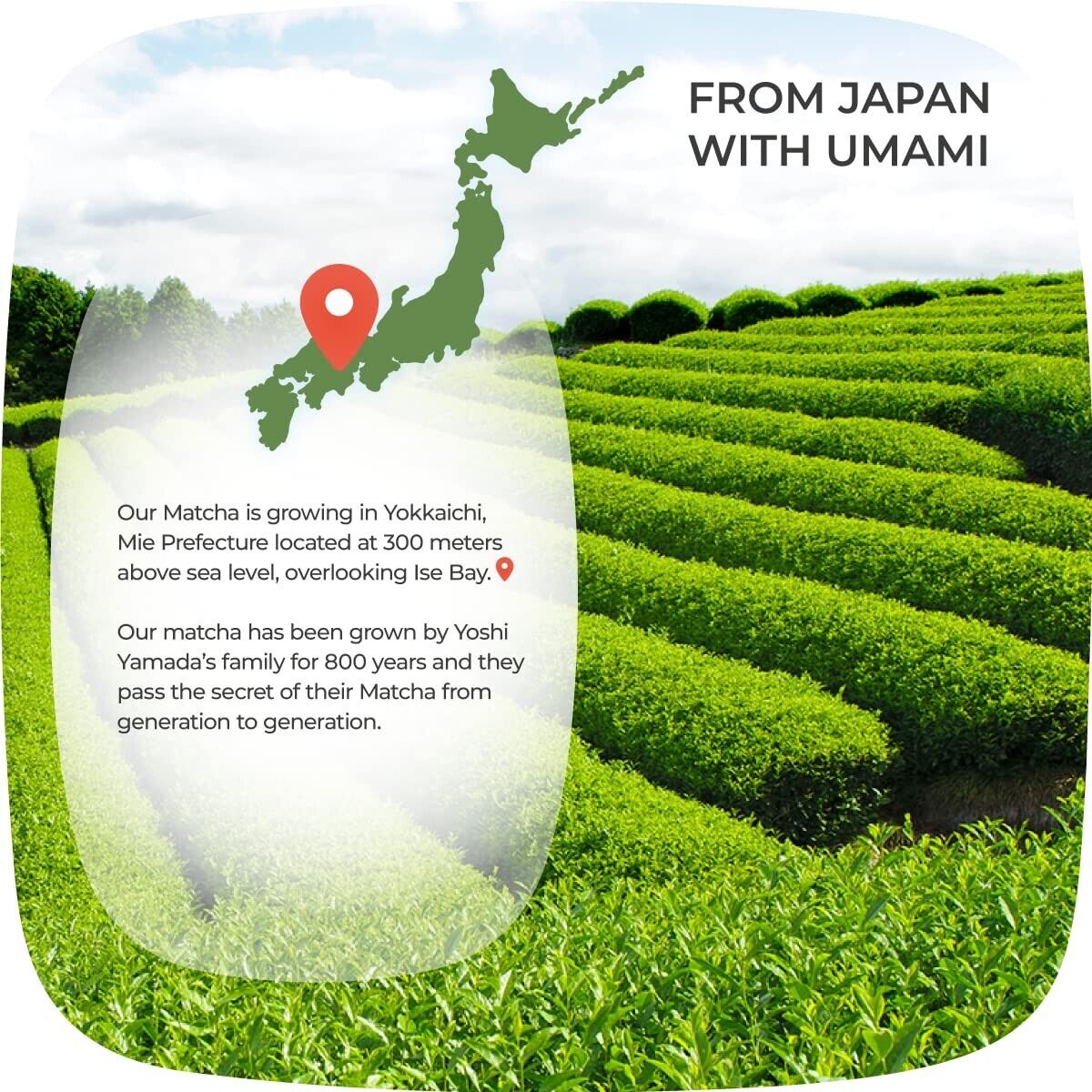 100% Pure Japanese Culinary Matcha Green Tea Powder Organic nonGMO Vegan, 80g Secondary image